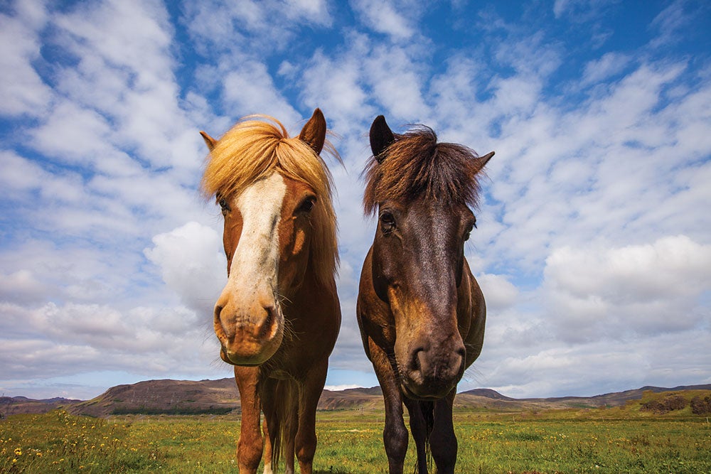 Icelandic Horses, Hveragerdi