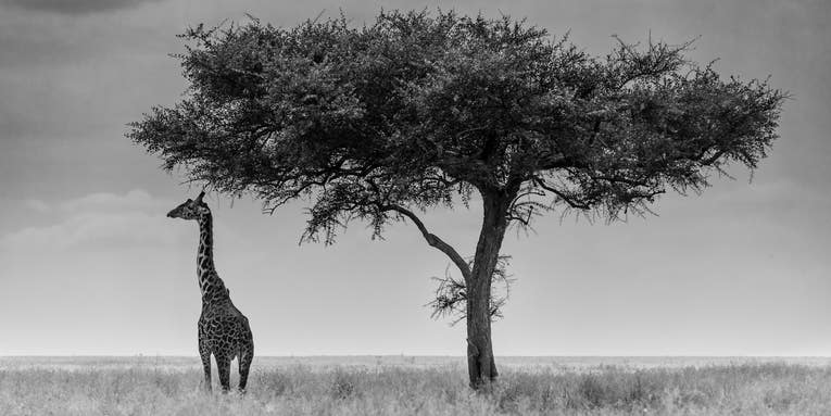 Mentor Series: Tanzania #1 – 2016 Mentor Series: Tanzania #1 – 2016