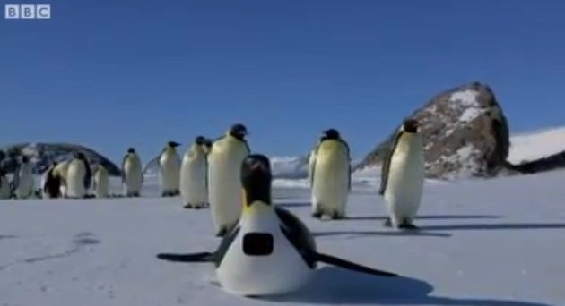 penguin-cam