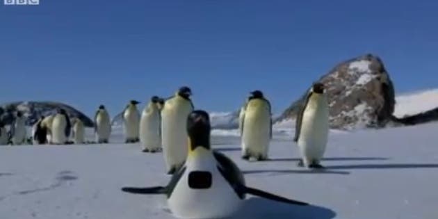 Penguin-Cam Captures Secret Bird Footage For An Entire Year