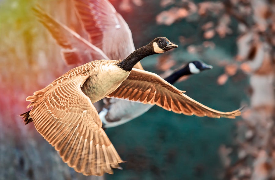 Today's Photo of the Day comes from Malcolm Hare. Malcolm captured these geese in flight on a Canon EOS 7D with a EF100-400mm f/4.5-5.6L IS USM lens. See more of his work <a href="http://www.flickr.com/photos/malcolmhare1965/">here.</a>
