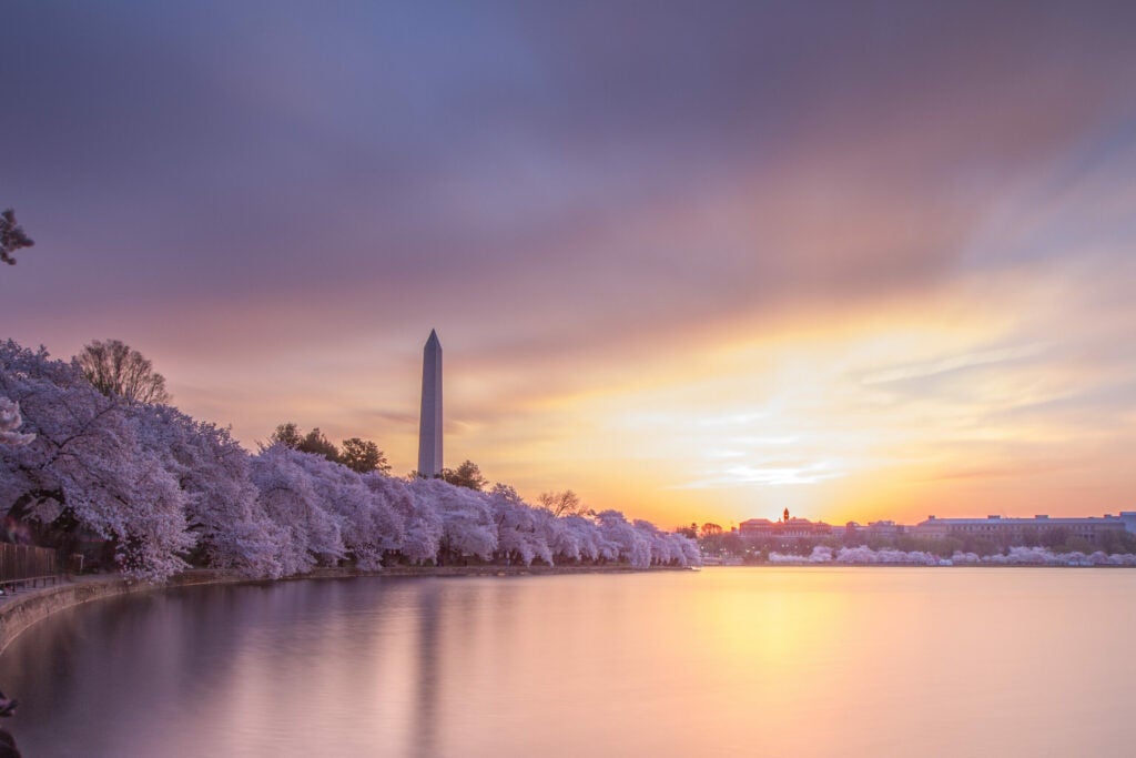 A Cherry Blossom Sunrise