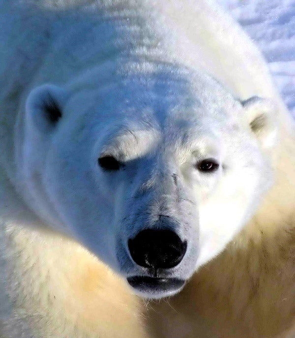 Exotic Animals: Cape Churchill