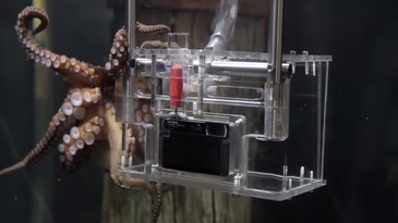 This Octopus Learned How to Shoot With a Sony DSC-TX30 Camera