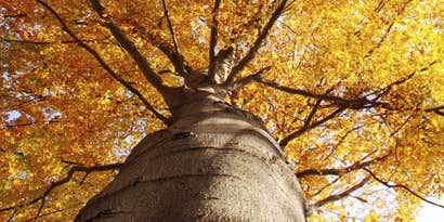 Fall Into Photos Fall Into Photos