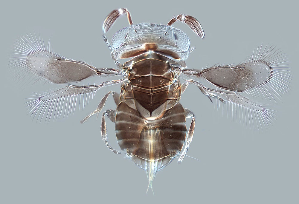Newly Discovered Parasitoid Wasp