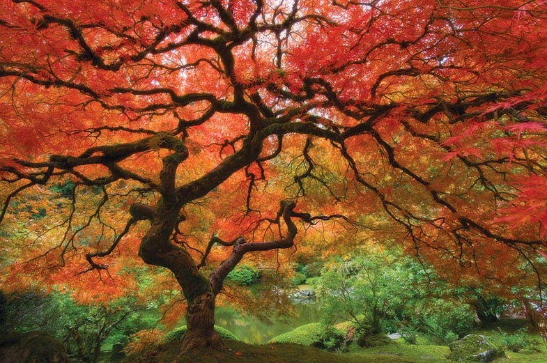 autumn colored leaves from below