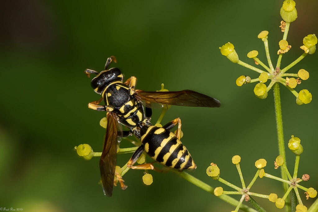 Today's Photo of the Day was captured by Fred Roe in Peace Valley Park in Pennsylvania using a Nikon D810
with a 105.0 mm f/2.8 lens at 1/60 sec, f/30 and ISO 64. See more work <a href="https://www.flickr.com/photos/70295563@N00/">here.</a>