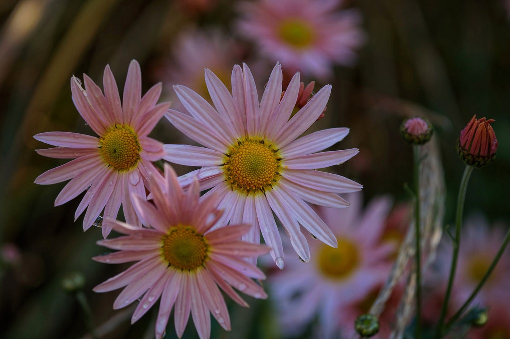 Today's Photo of the Day comes from Mayur Kotlikar and was shot using a Sony NEX-6 with an E 60mm F2.8 lens. See more of Mayur's work<a href="http://www.flickr.com/photos/mayurkotlikar/"> here. </a>