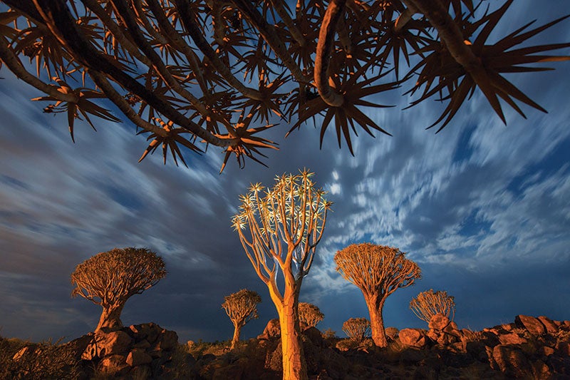 Quiver trees, KeetmanÂ­shoop