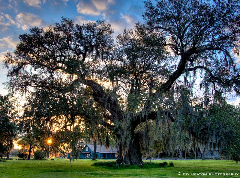 Magnolia Gardens in South Carolina.jpg