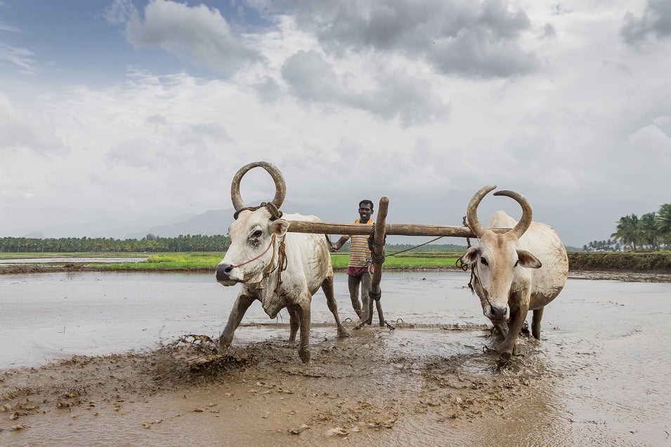 Today's Photo of the Day was captured by Naveen Gowtham in Tamilnadu, India. Naveen used a Canon EOS 600D with a EF-S 18-55 mm f/3.5-5.6 IS II lens to shoot this image. See more of Naveen's work <a href="http://www.flickr.com/photos/naveen_gowtham/">here. </a>