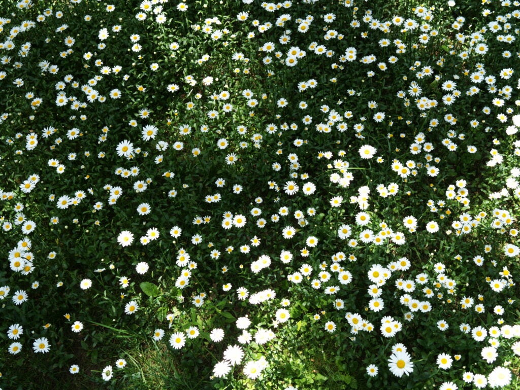 Summer Daisies