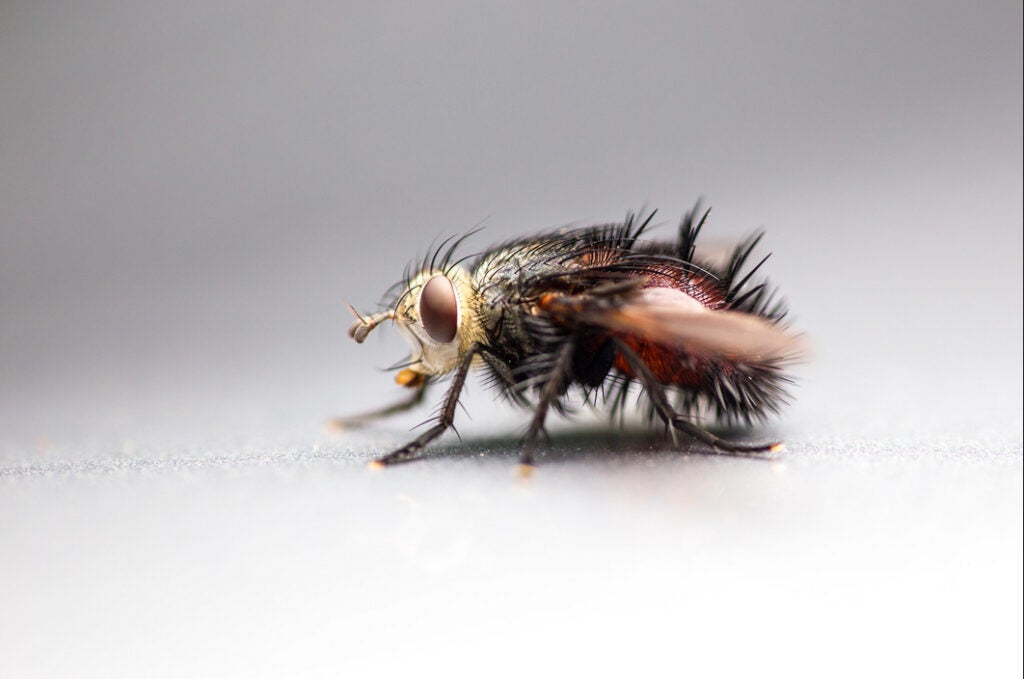 Today's Photo of the Day comes from a macro shooter named Andreas Giesea. Andreas photographed this tiny creature using a Canon EOS 6D with an EF180mm f/3.5L Macro USM lens. See more of Andreas' work <a href="http://www.flickr.com/photos/drachenfanger/">here.</a>