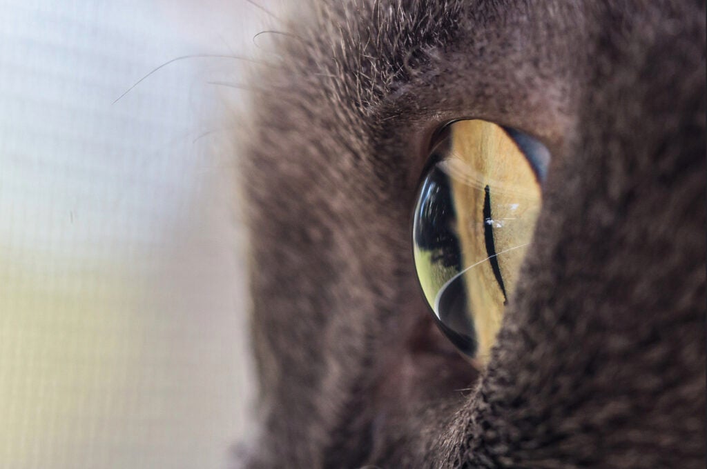 Today's Photo of the Day was taken by Jim Messer on a Canon EOS 7D with a EF100mm f/2.8L Macro IS USM lens. A shutter speed of 1/100 sec likely allowed him snap this extreme close up of a cat's eye before the feline darted away. See more of Jim's work<a href="http://www.flickr.com/photos/eeek5127/"> here.  </a>