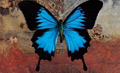 Butterfly Promo