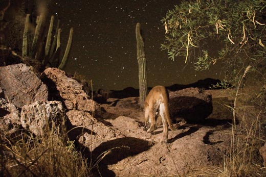 Capturing-the-Big-Cat-A-mountain-lion-at-the-seco