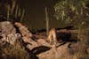 Capturing-the-Big-Cat-A-mountain-lion-at-the-seco