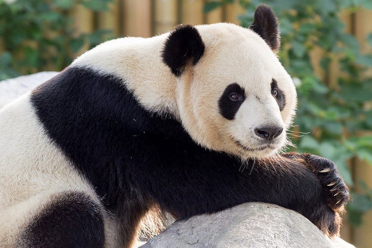 Today's Photo of the Day was captured by Spencer Rhodes using a Nikon D3200 with a 70-200 mm f/4 lens. For this panda portrait taken at the Toronto Zoo Spencer extended his lens to 200 mm and opened his aperture to f/4, he made his exposure at 1/250 sec at ISO 400. See more of his work<a href="http://www.flickr.com/photos/93776982@N07/"> here. </a>