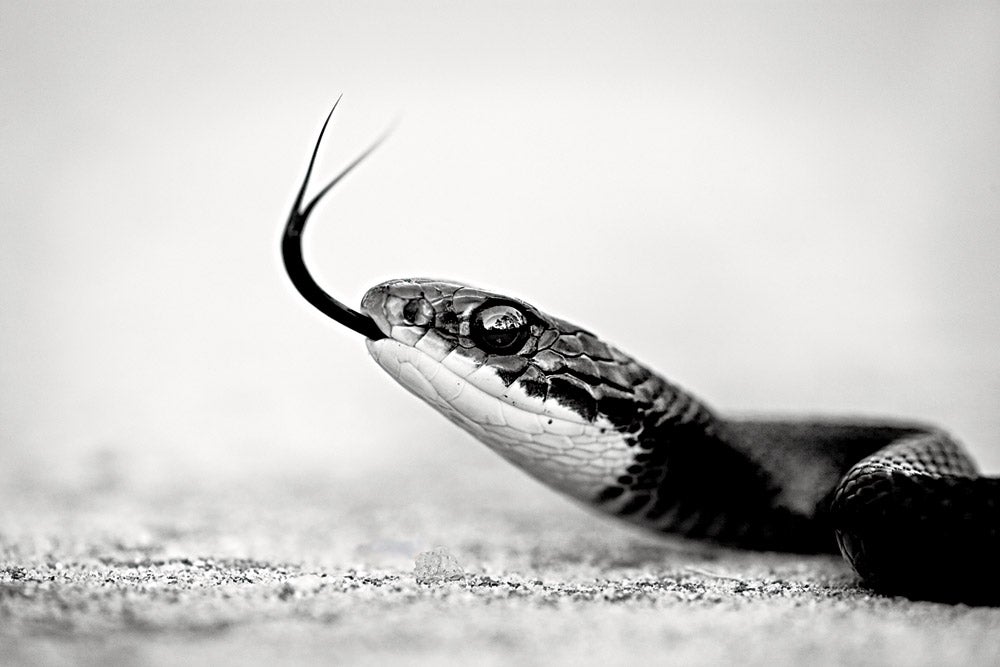 Black Racer Apalachicola National Forest, FL