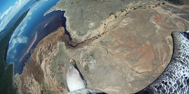 Winged Planet: Photos From The Bird Cameras