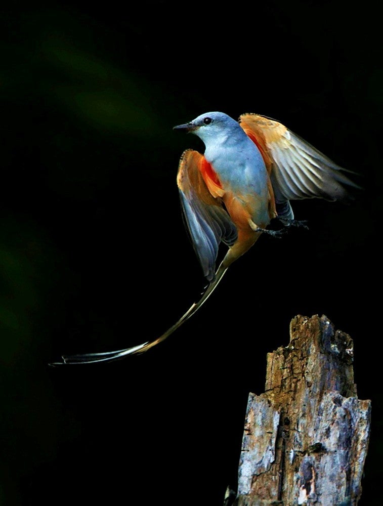 Scissor-tailed Flycatcher Lost