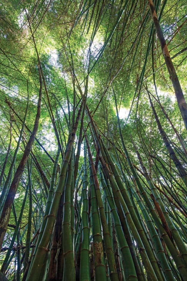 Bamboo Grove, Monkey River Jungle
