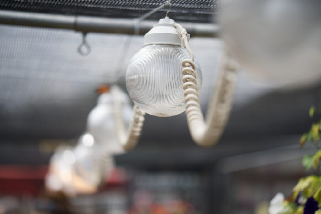 Lights hanging from the ceiling of a butterfly house. It's a low-contrast scene by its nature so it would need a fair bit of punch added in post to feel finished.