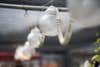 Lights hanging from the ceiling of a butterfly house. It's a low-contrast scene by its nature so it would need a fair bit of punch added in post to feel finished.