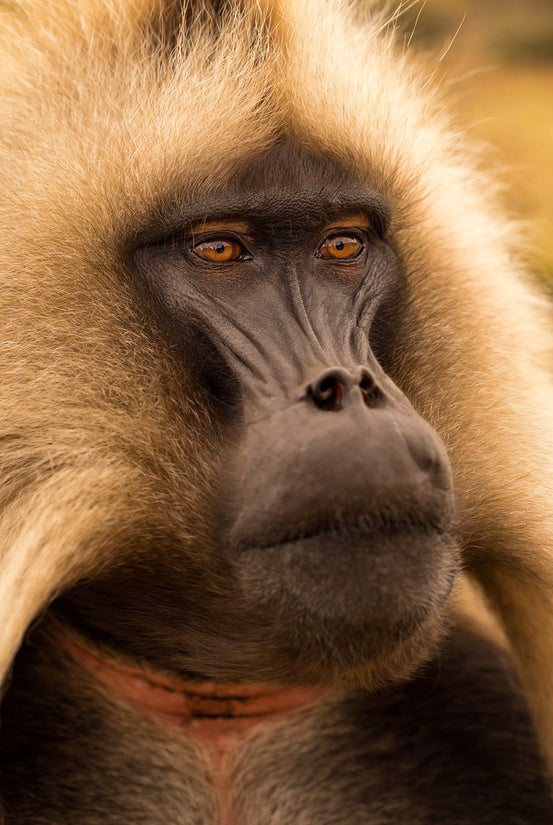 Today's Photo of the Day comes from Joshua Paul Shefman and was taken in the northern highlands of Ethiopia. Shefman captured this Gelada Baboon portrait using a Sony A7 with a Sonnar T* FE 55mm f/1.8 ZA lens. See more work <a href="http://www.flickr.com/photos/departingyyz/">here. </a>