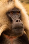 Today's Photo of the Day comes from Joshua Paul Shefman and was taken in the northern highlands of Ethiopia. Shefman captured this Gelada Baboon portrait using a Sony A7 with a Sonnar T* FE 55mm f/1.8 ZA lens. See more work <a href="http://www.flickr.com/photos/departingyyz/">here. </a>