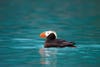 Tufted Puffin