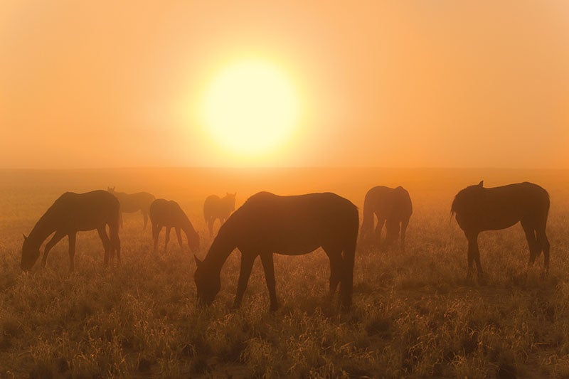 Feral Horses Near Aus