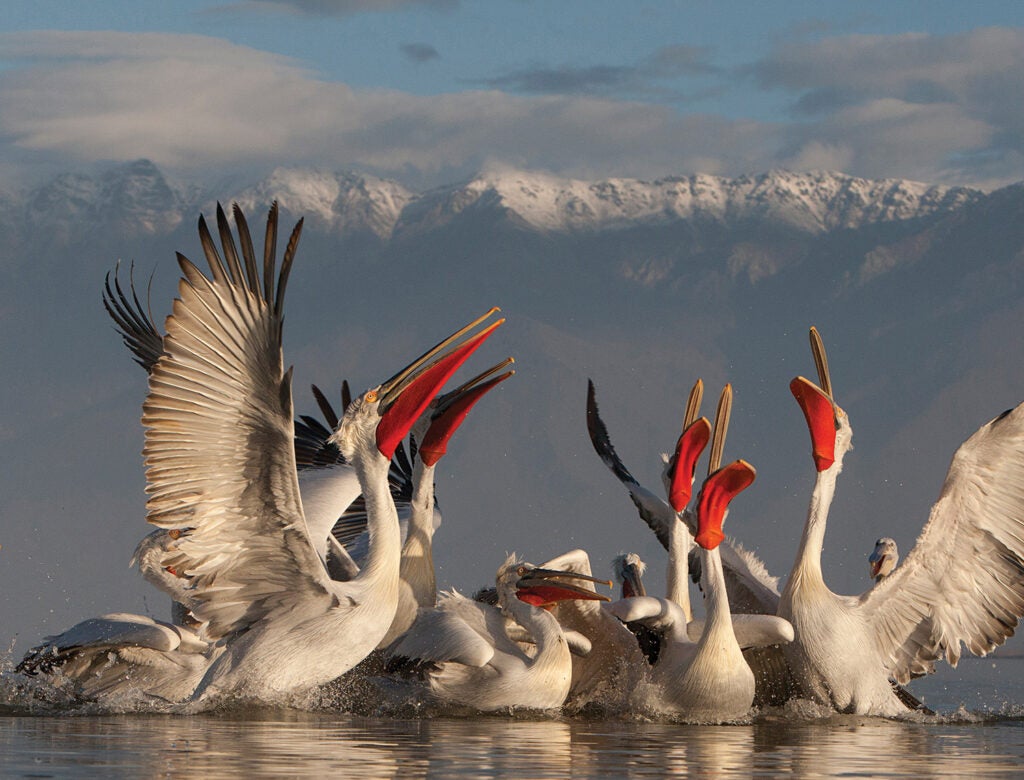 Tips for better bird photography