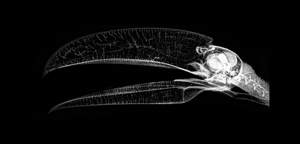x-ray of a toucan skull and beak