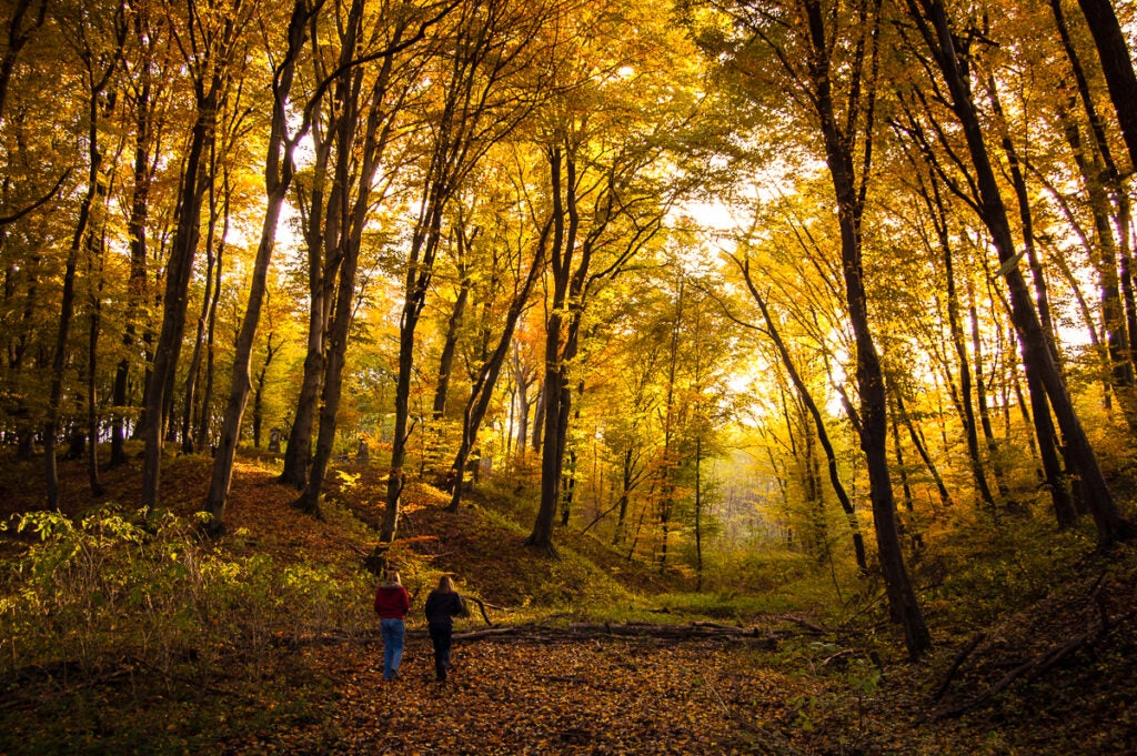 In The Autumn Forest