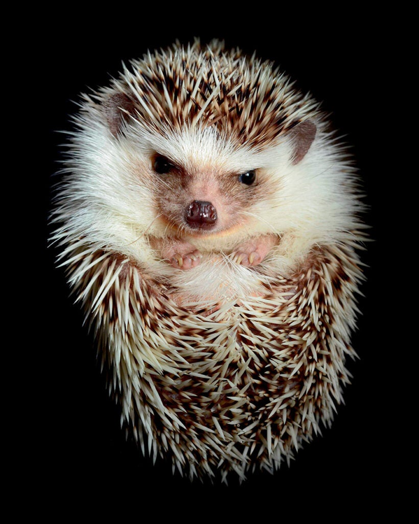 Hedgehog