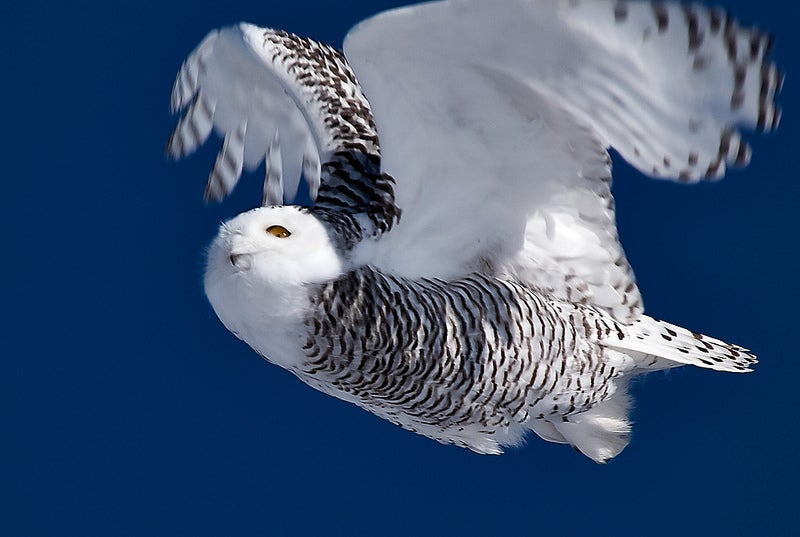 This photo of a snowy owl was made in Ottawa, Canada with an Olympus E-5 and a 50-200mm lens. See more of Watchdog 85's work <a href="http://www.flickr.com/photos/80828600@N07/">here</a>.