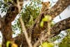 Near Mombo Camp, Okavango Delta, Botswana (Photo by Bill Weir)