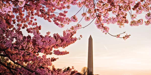 How To: Photograph Washington D.C.’s Infamous Cherry Blossoms