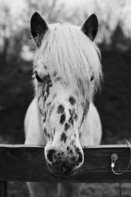 Today's Photo of the Day comes from Peter Kirkeskov Rasmussen and was taken during a recent visit to a Denmark zoo. Peter captured this horse using a Canon EOS 5D with a Canon EF 50mm f/1.4 USM lens at 1/500 sec, f/2.8 and ISO 800. See more of his work <a href="http://www.flickr.com/photos/peterras/">here.</a>