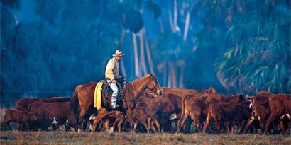 Before They’re Gone Before They’re Gone