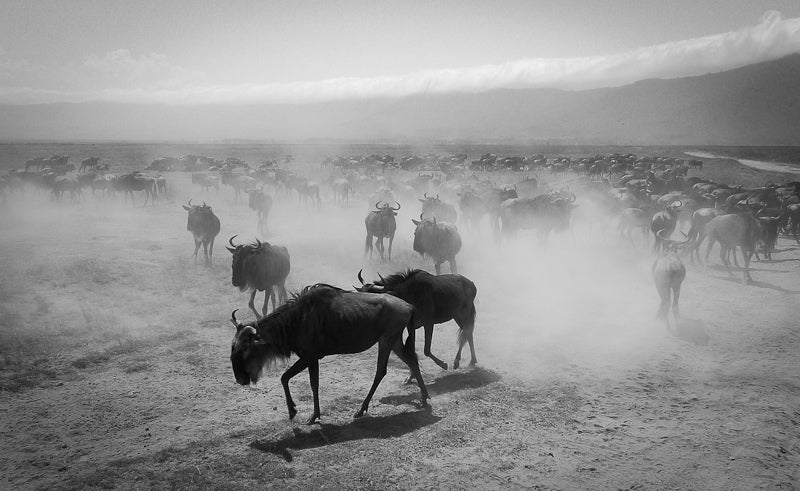 Today's Photo of the Day comes from Ivan Dupont and was taken in Tanzania. Ivan used a Panasonic DMC-LX3 at 1/500 sec, f/7.1 and ISO 80 to capture this herd of Wildebeests. See more of Ivan's work <a href="http://www.flickr.com/photos/ivandupont/">here.</a>
