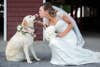 How-To: Include Pets In Wedding and Engagement Portraits