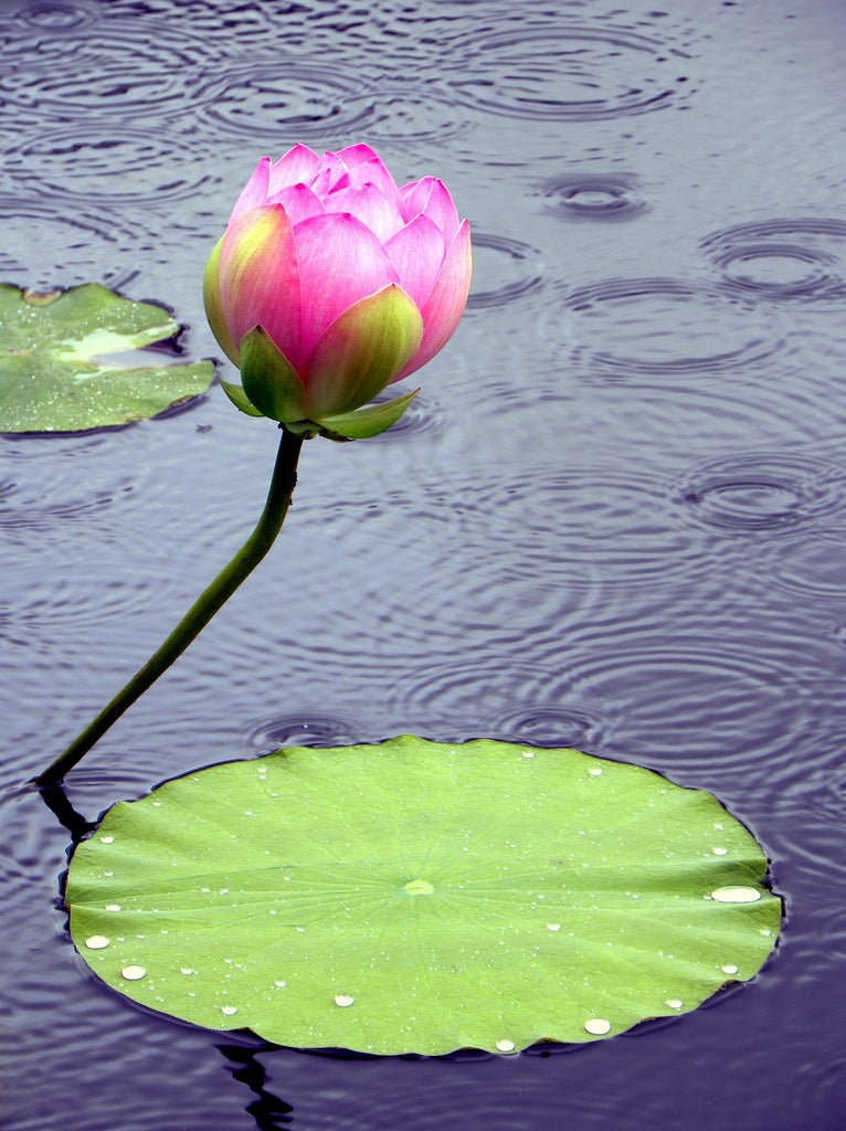 When and where was the photo taken? New York Botanical Garden, July 2, 2009What camera and lens were used? Nikon Coolpix P90Tech specs: ISO 64, 1/80 sec, f/4.5Processing: Isolated and adjusted the levels of the flower in Microsoft Digital Image.Description: Shot during a sunshower at one of the pools at the Enid A. Haupt Conservatory. See more of Eddie's work HERE.