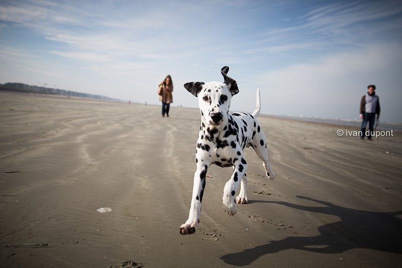 Today's Photo of the Day was shot by Ivan Dupont, and is an excellent example of of the joys of dog ownership. See more of Ivan's work <a href="http://www.flickr.com/photos/ivandupont/">here</a>.