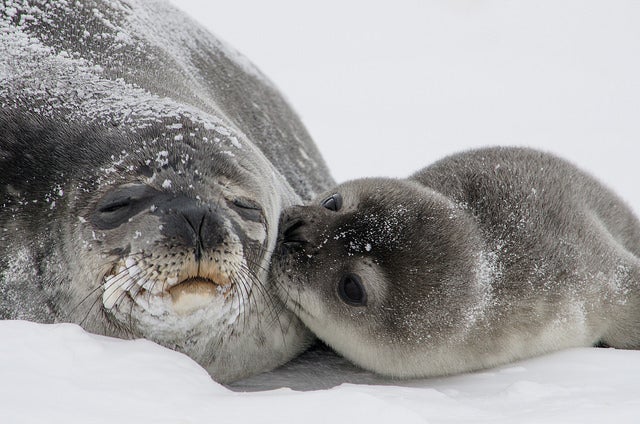 Today's Photo of the Day was submitted by William Link, a scientist with the U.S. Geological Survey. Link captured these smooching Weddell seals in Erebus Bay, Antarctica using a Nikon D7000 with a 55.0-300.0 mm f/4.5-5.6 lens at 1/400, f/10 and ISO 125. Link is one of two scientists from USGS currently studying seal pups in the region. See more incredible nature shots from the U.S. Geological Survey <a href="http://www.flickr.com/photos/usgeologicalsurvey/">here.</a>