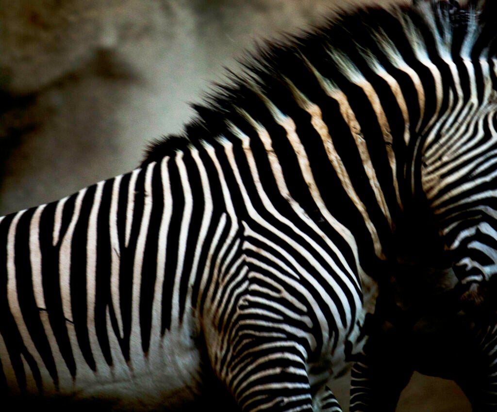 Photo: Deryl Deese This was the beginning of a zebra fight at the zoo, I took several shots of the action, but liked the contrast of this body shot. CAMERA: Canon 50D