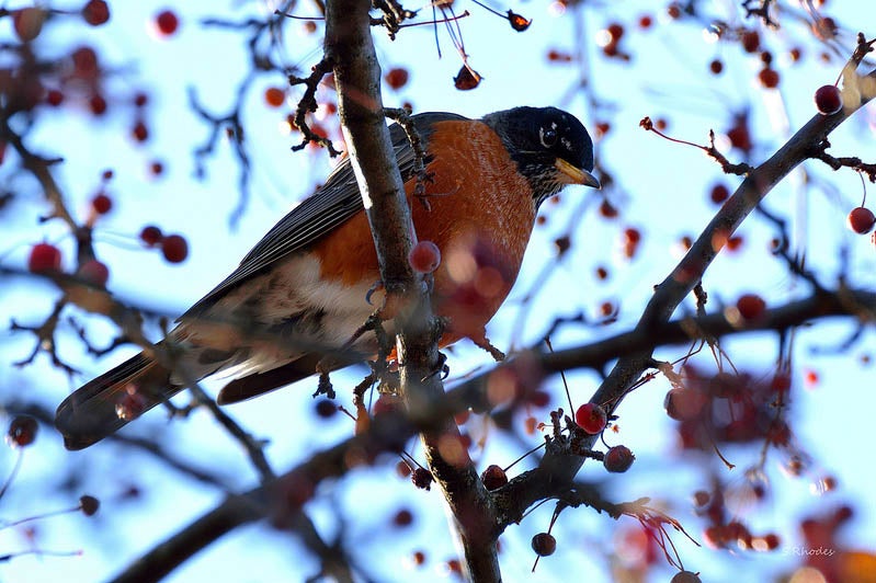 Spencer Rhodes captured this robin in a cherry tree with a Nikon D3200. See more of his work <a href="http://www.flickr.com/photos/93776982@N07/">here</a>. Think you have what it takes to be featured as Photo of the Day? Submit your best work to our <a href="http://flickr.com/groups/1614596@N25/pool/">Flickr group</a>.
