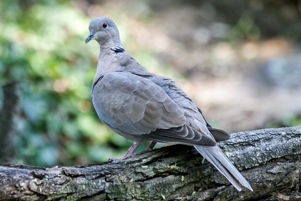 Alex Stavrovich captured this Eurasian collared dove in Prague using a Canon EOS 5D Mark II
with a EF 70-300mm f/4-5.6 IS USM lens at 1/320 sec, f/7.1 and ISO 800. See more work <a href="https://www.flickr.com/photos/stavral/">here. </a>